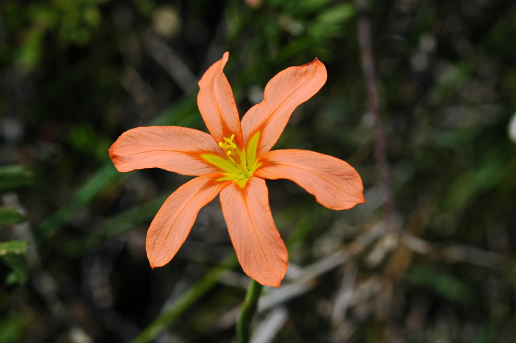 Moraea flaccida (hero image)