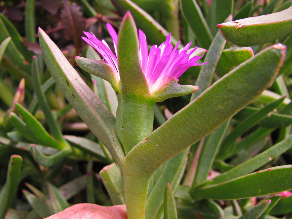 Carpobrotus modestus (hero image)