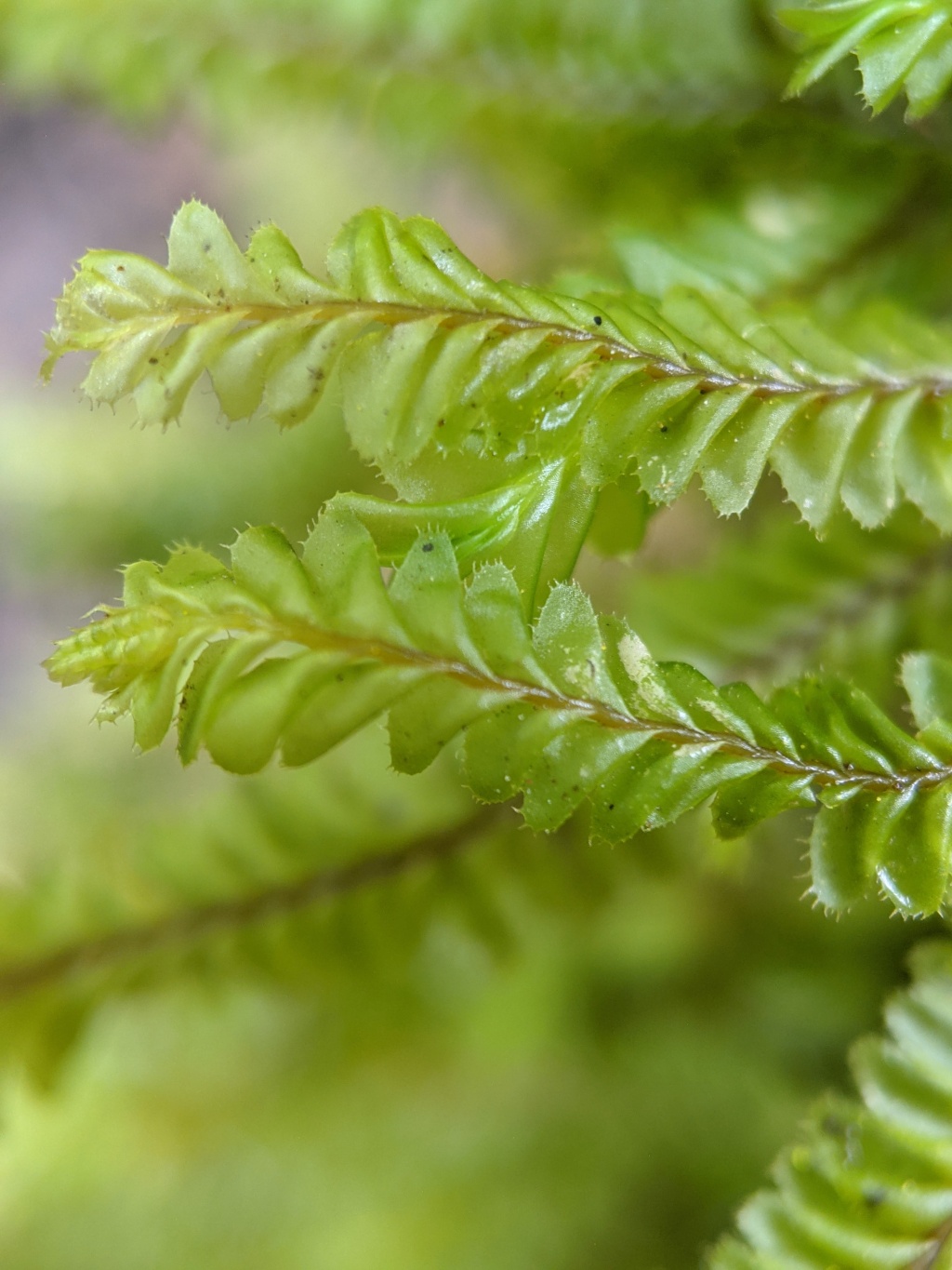 Plagiochila (hero image)