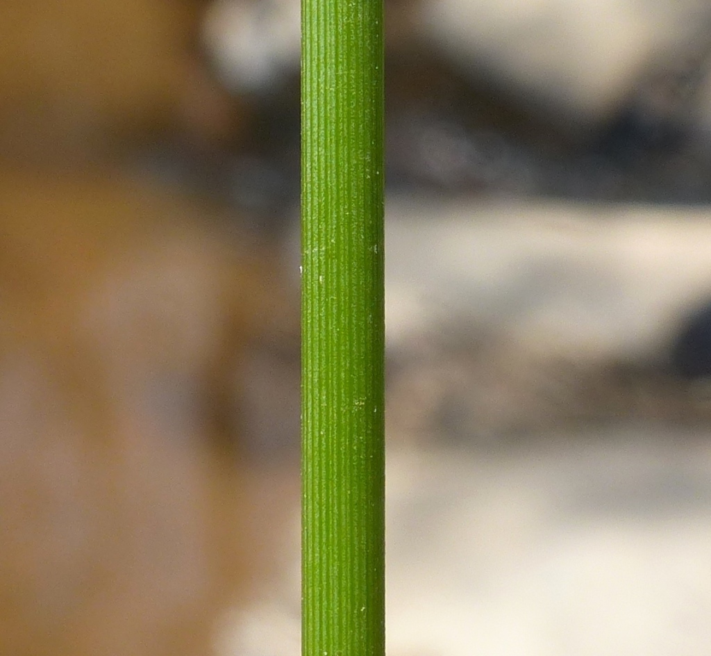 Juncus usitatus (hero image)