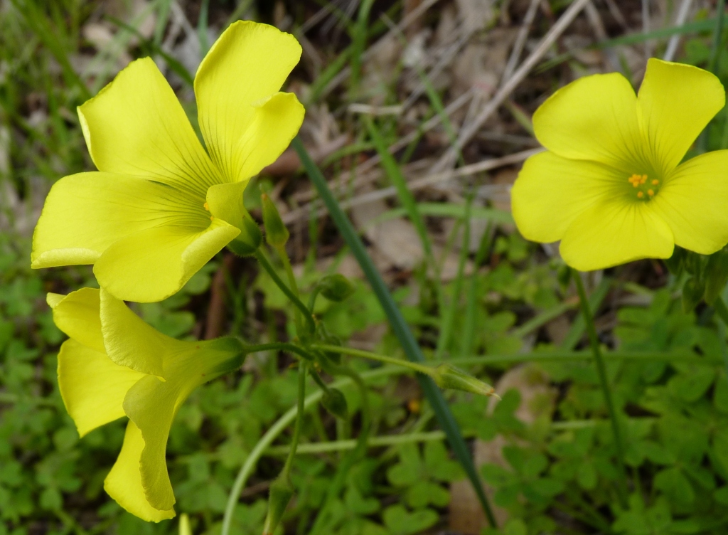 Oxalis pes-caprae (hero image)