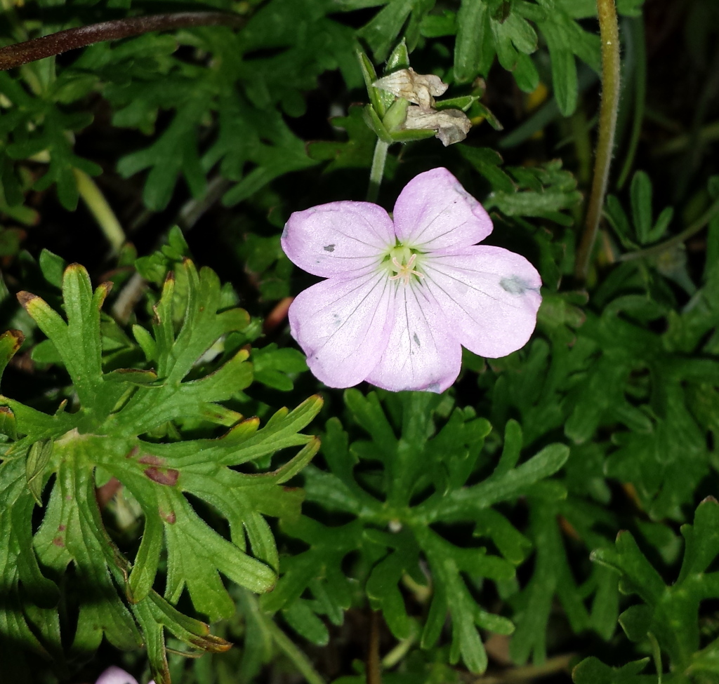 Geranium sp. 1 (hero image)