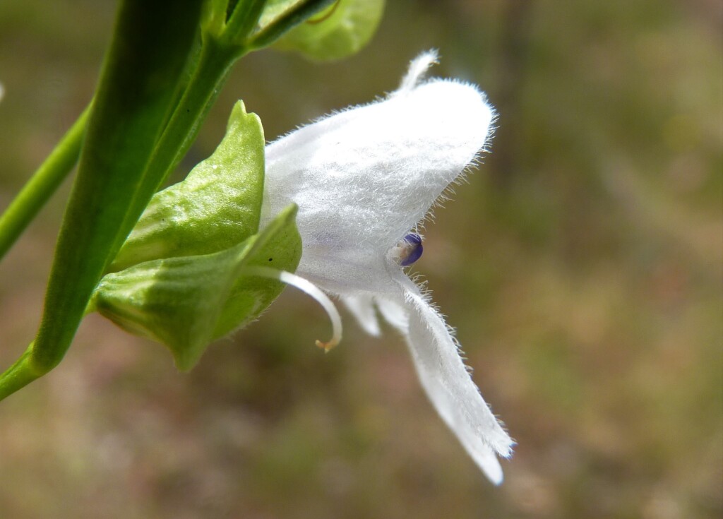 Prostanthera nivea var. nivea (hero image)