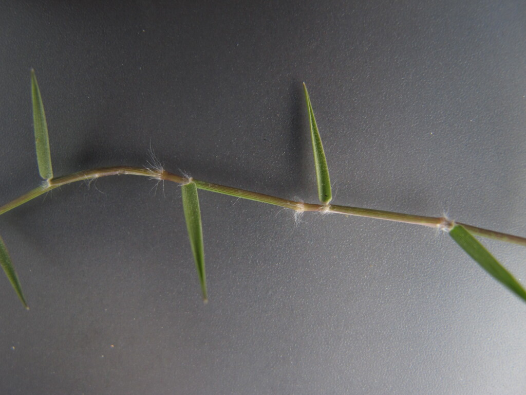 Cynodon dactylon var. dactylon (hero image)