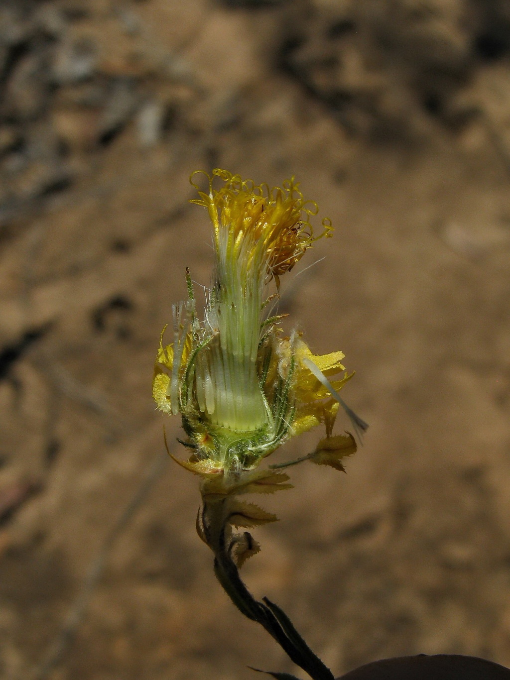 Waitzia acuminata var. acuminata (hero image)