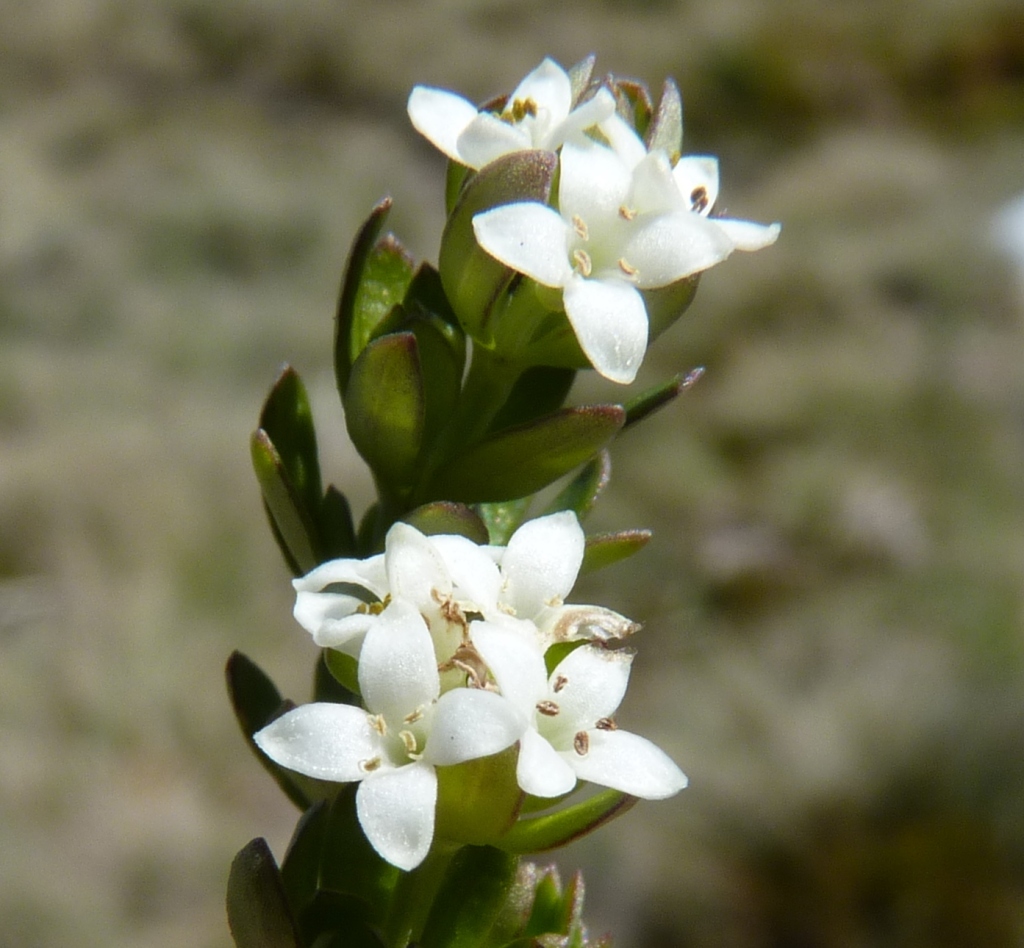 Asperula gunnii (hero image)