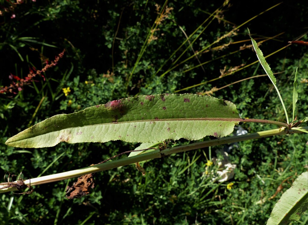 Rumex (hero image)