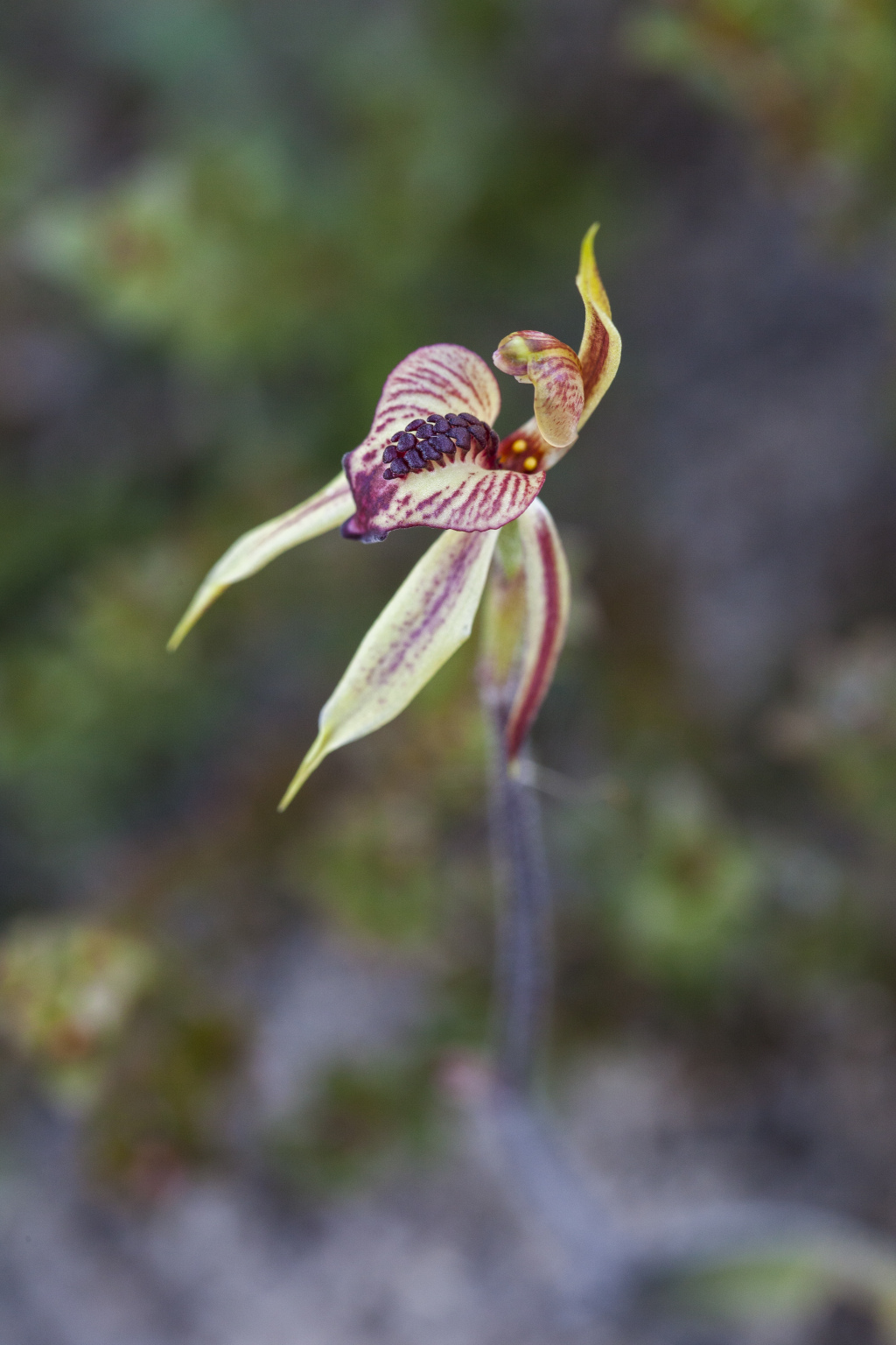 Caladenia cardiochila (hero image)