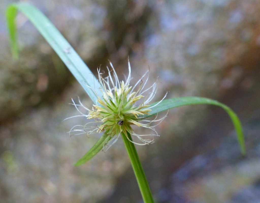 Cyperus sphaeroideus (hero image)