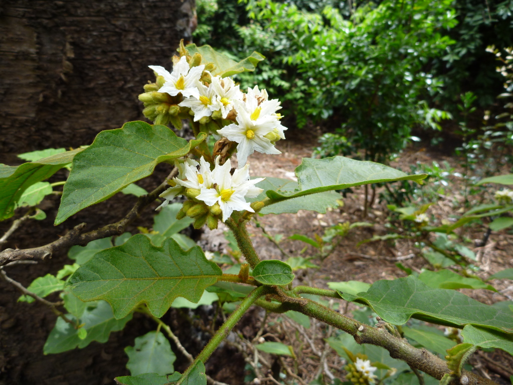 Solanum chrysotrichum (hero image)