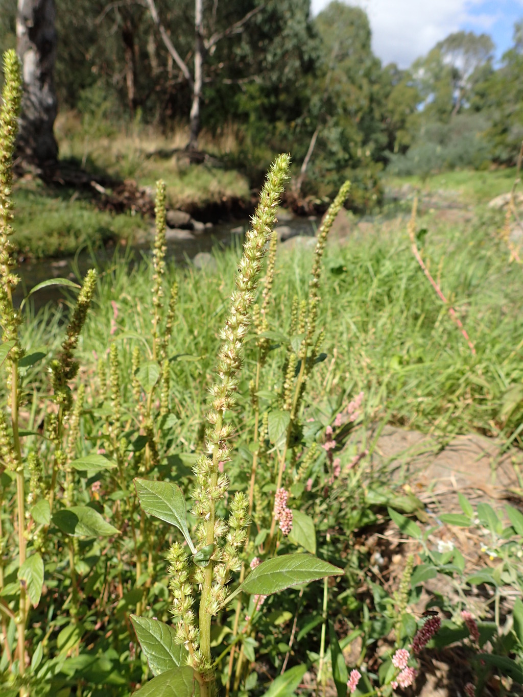 Amaranthus retroflexus (hero image)