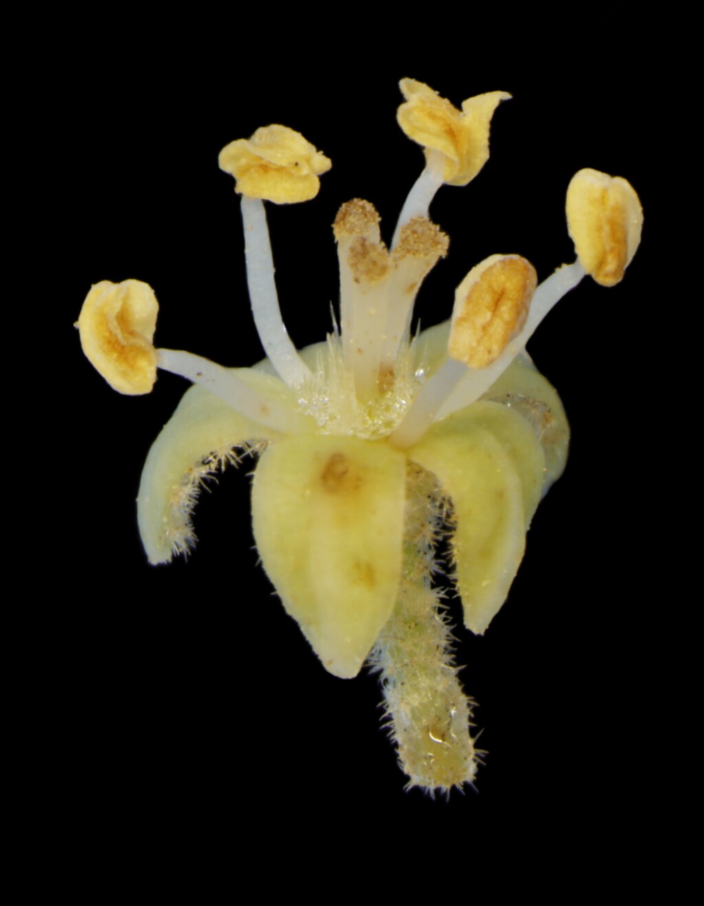 Pomaderris aspera (hero image)
