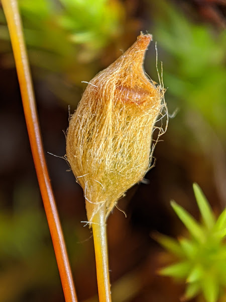 Polytrichum (hero image)