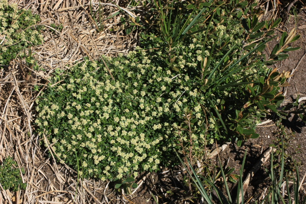 Poranthera oreophila (hero image)