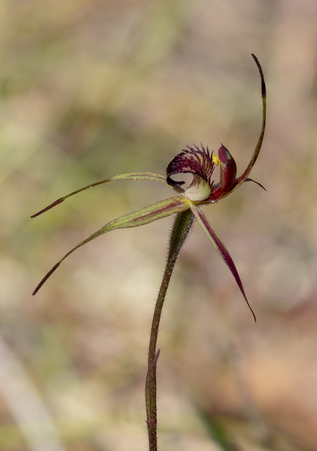 Caladenia ampla (hero image)