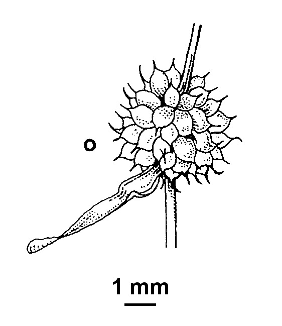 Sparganium subglobosum (hero image)