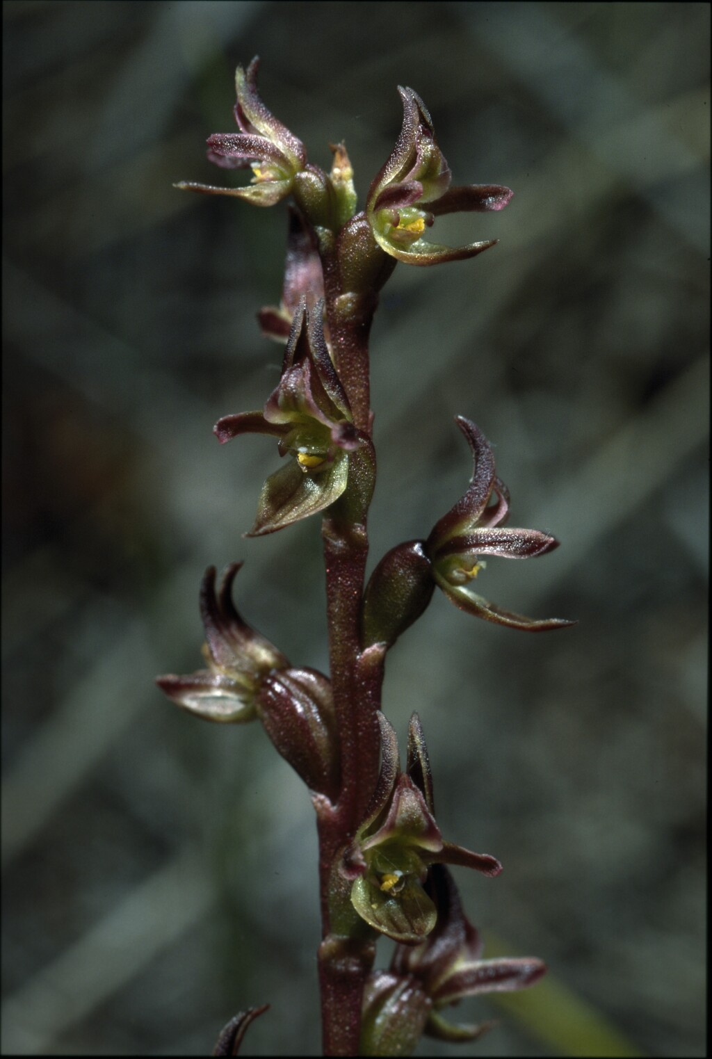 Prasophyllum parviflorum (hero image)