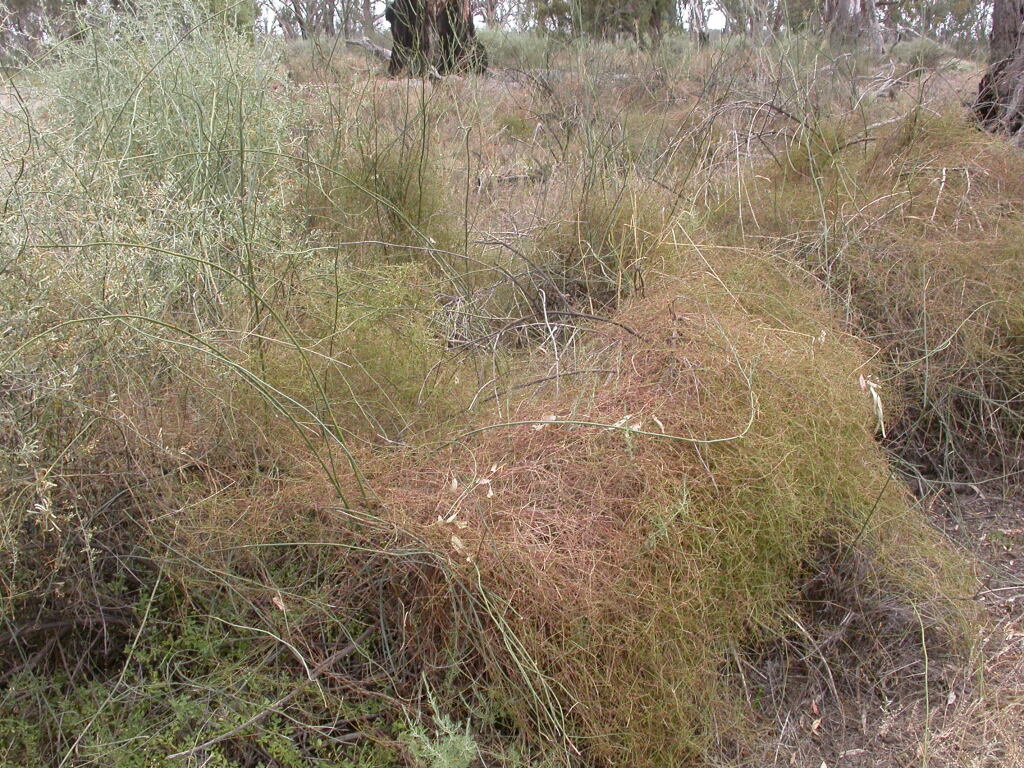 Asperula gemella (hero image)