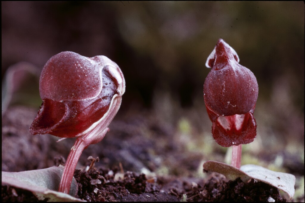 Corybas unguiculatus (hero image)