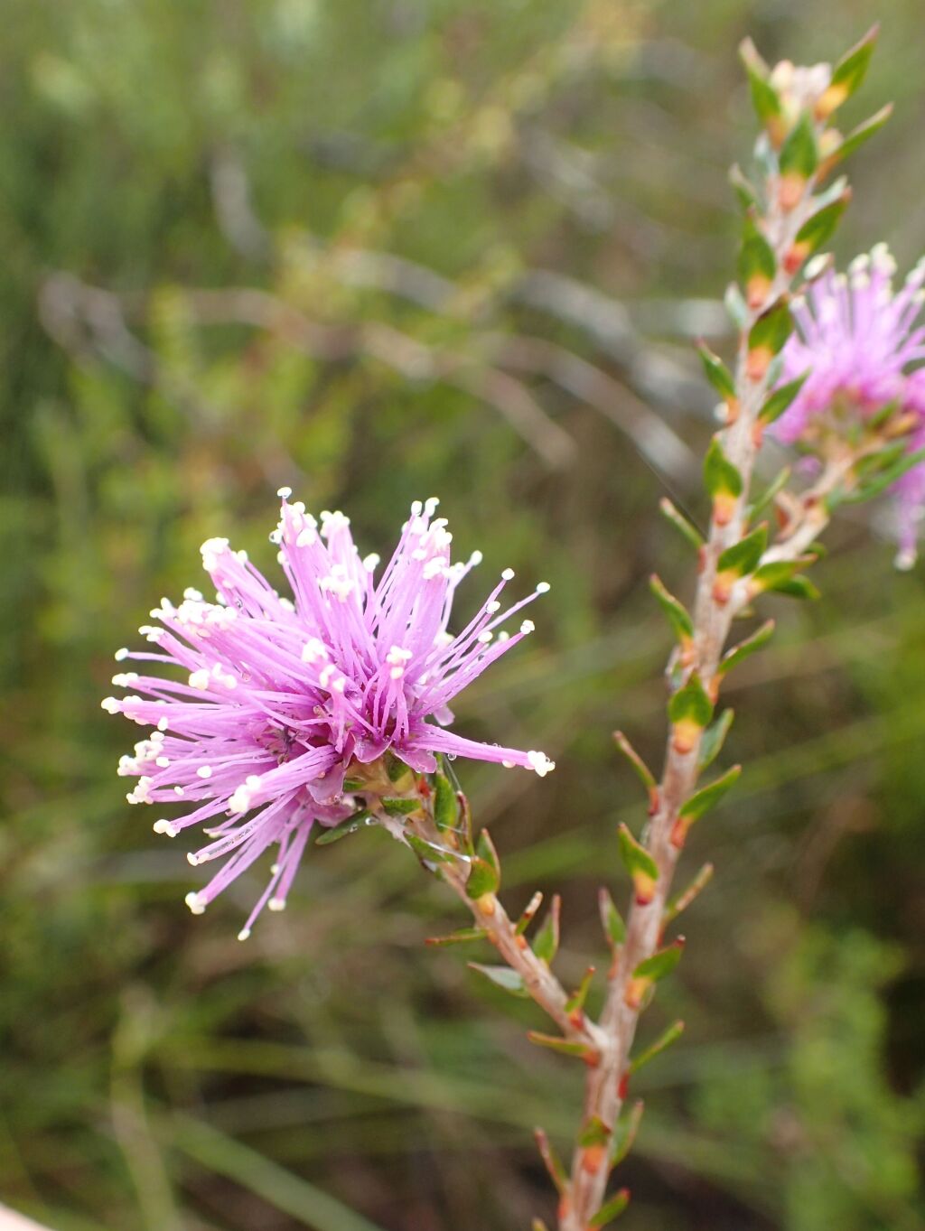 Melaleuca gibbosa (hero image)