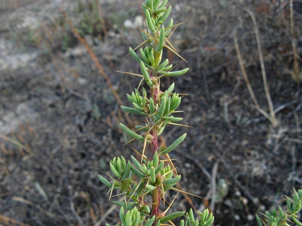 Sclerolaena tricuspis (hero image)