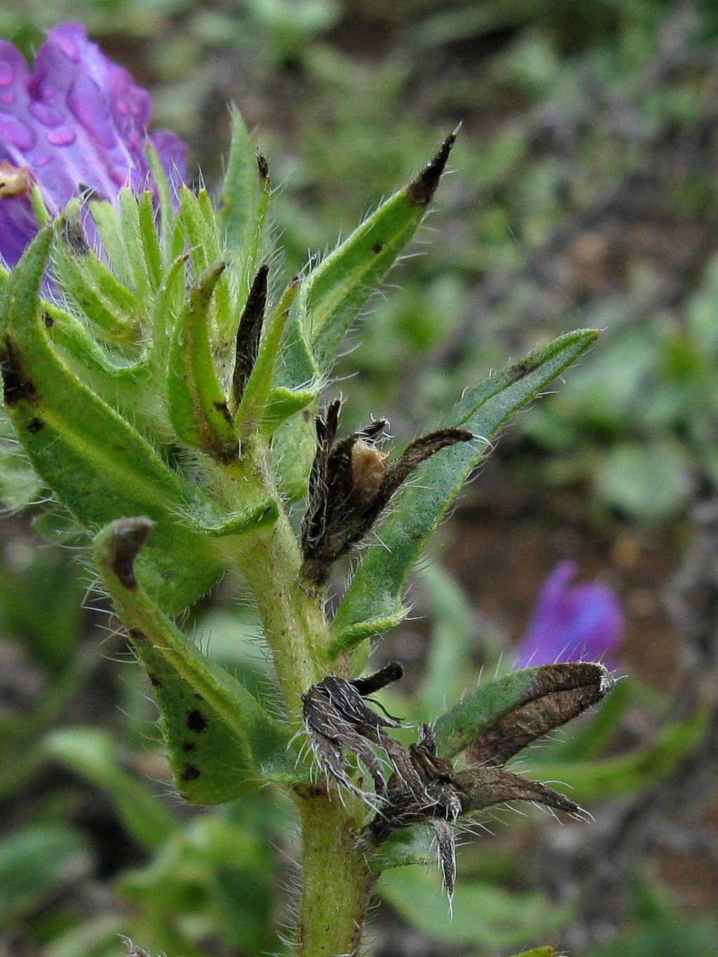 Boraginaceae (hero image)