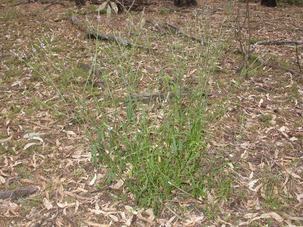 Verbena officinalis var. gaudichaudii (hero image)