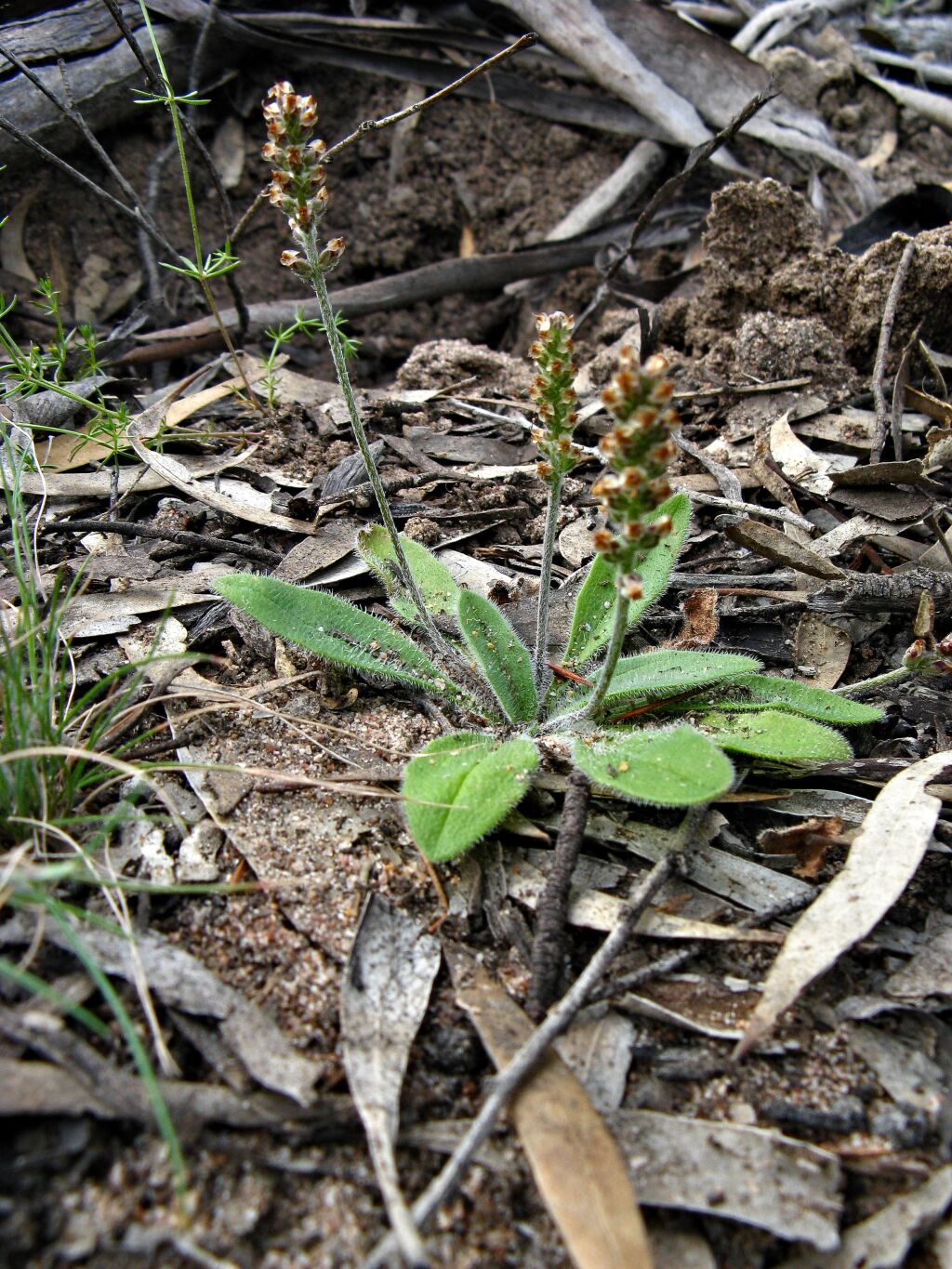 Plantago hispida (hero image)