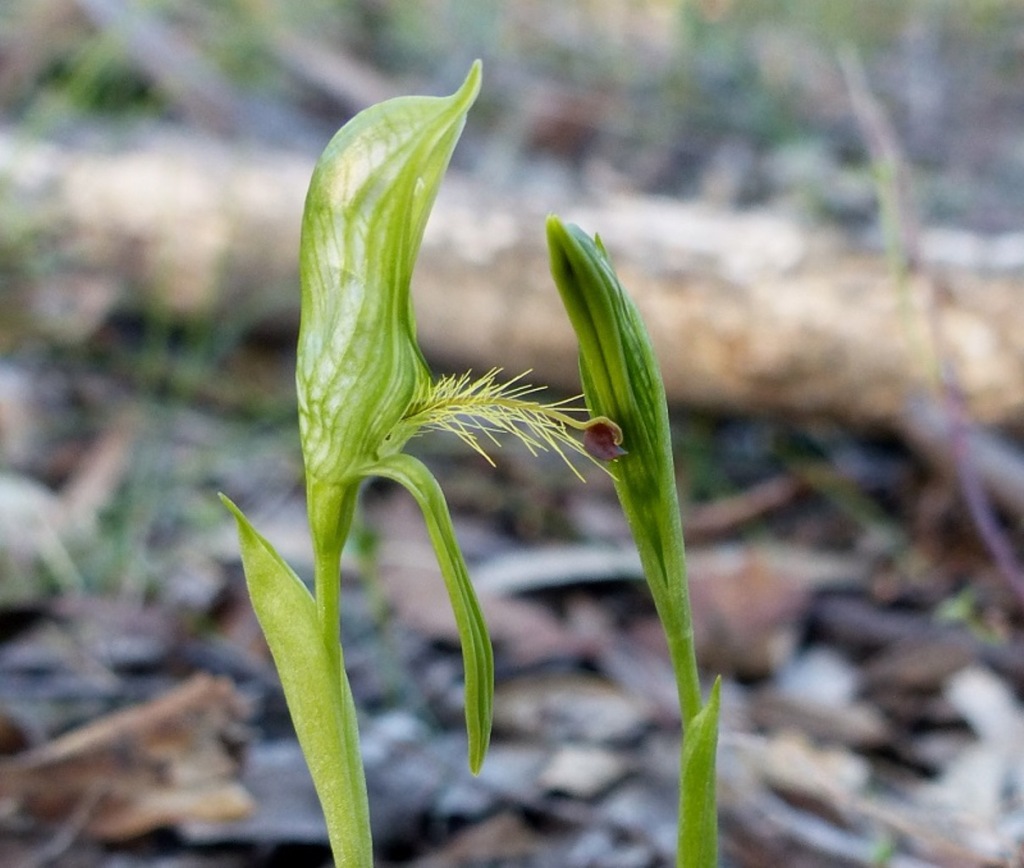 Pterostylis plumosa (hero image)