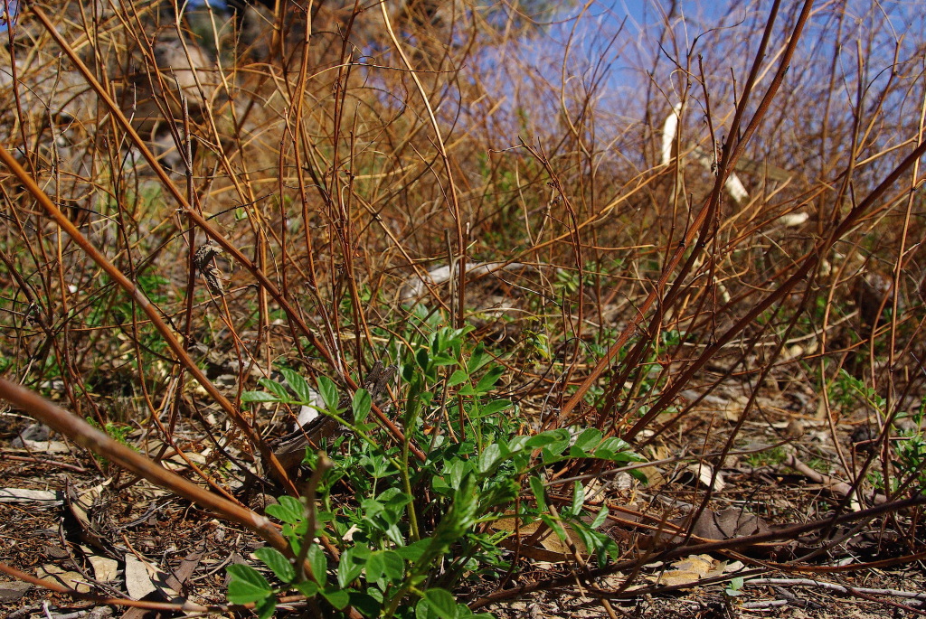 Glycyrrhiza acanthocarpa (hero image)