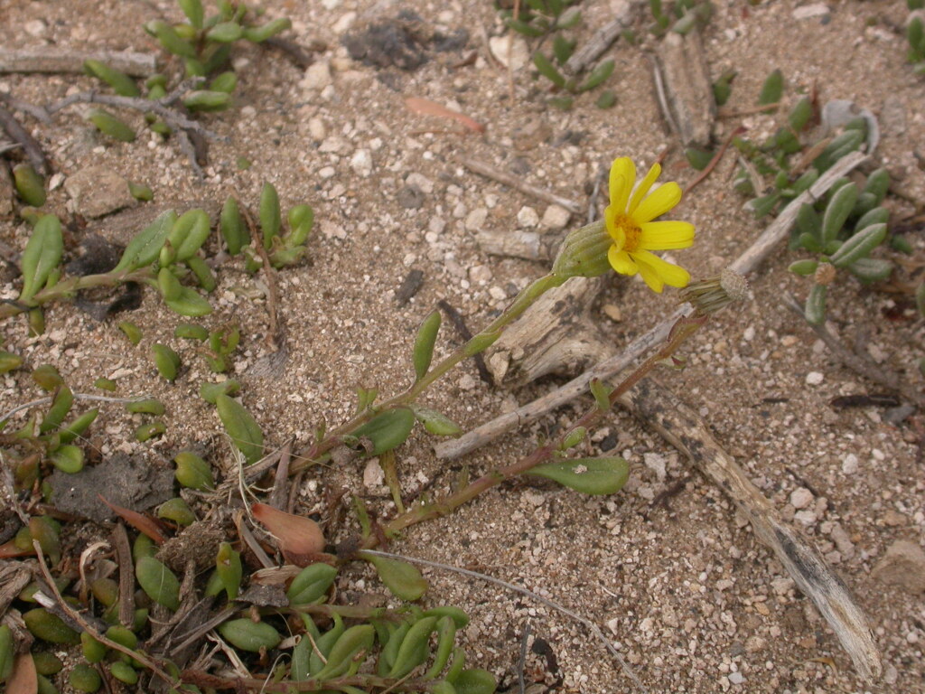 Senecio pinnatifolius (hero image)