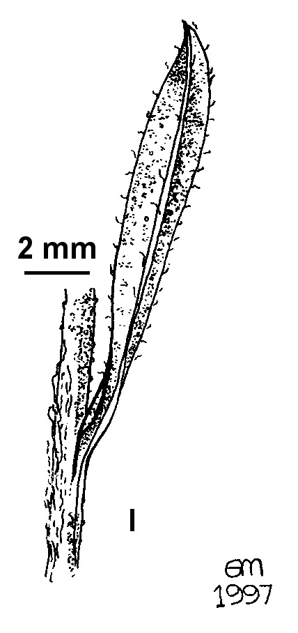 Vittadinia cuneata var. morrisii (hero image)