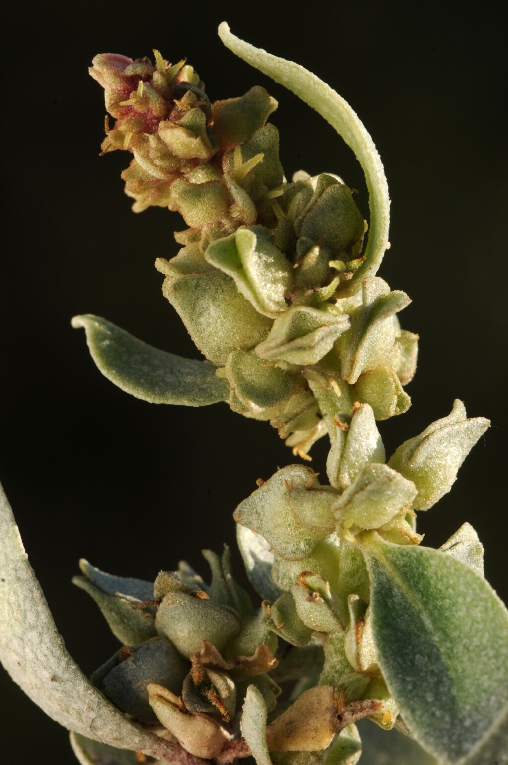 Atriplex cinerea (hero image)