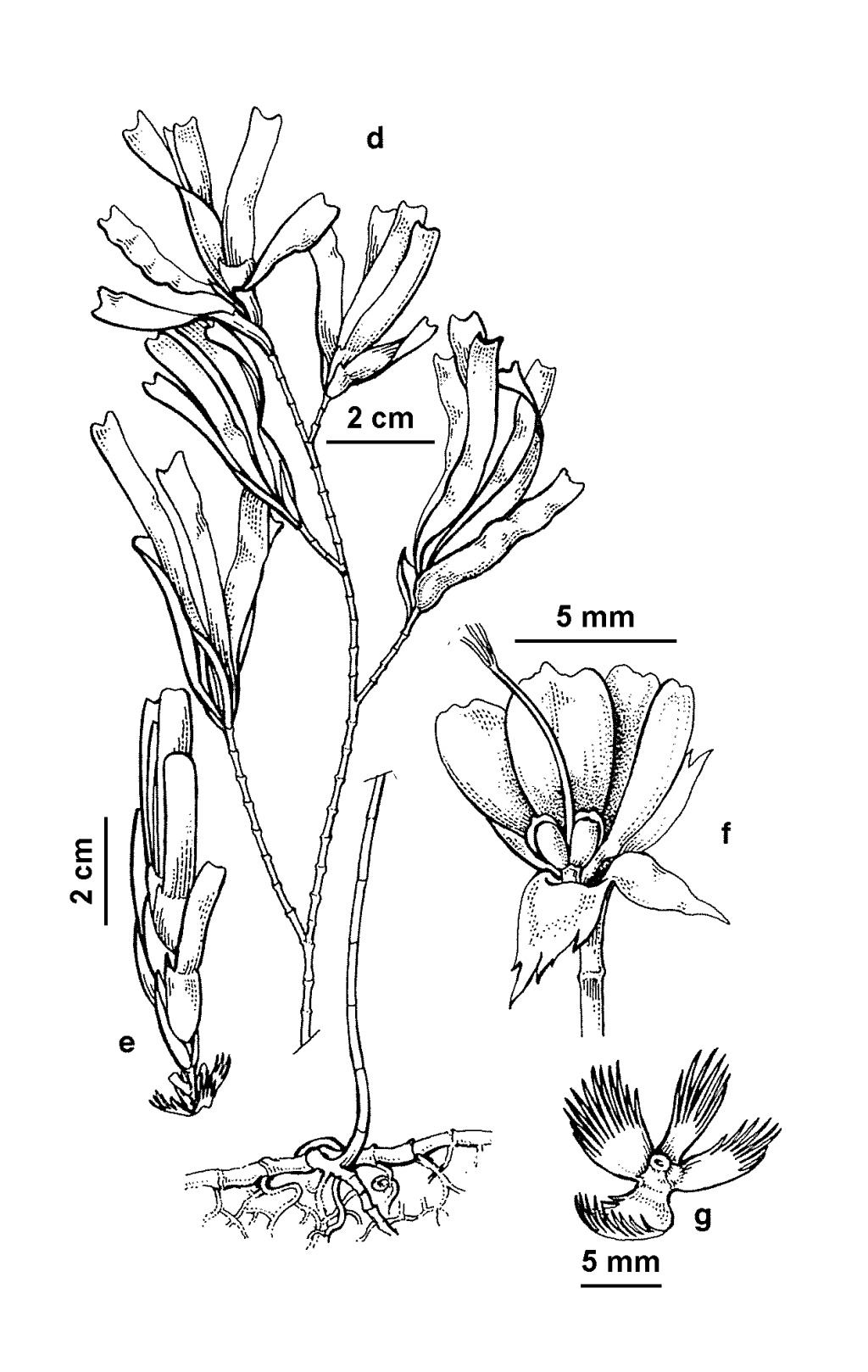 Cymodoceaceae (hero image)