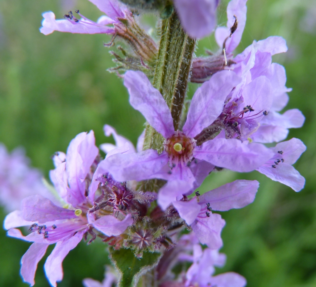 Lythrum salicaria (hero image)