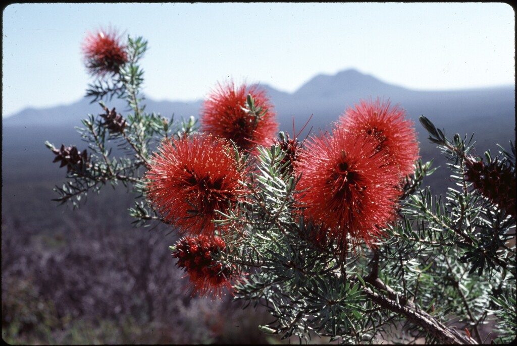 Kunzea baxteri (hero image)