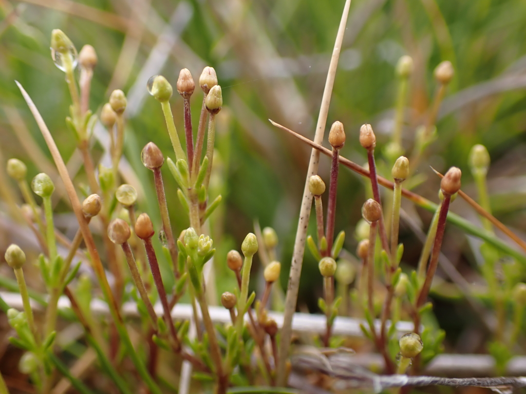 Scleranthus singuliflorus (hero image)