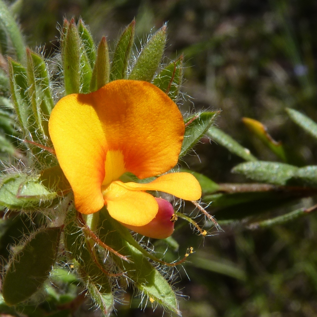 Pultenaea humilis (hero image)