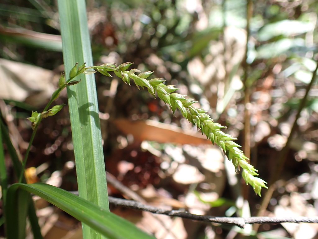 Carex alsophila (hero image)