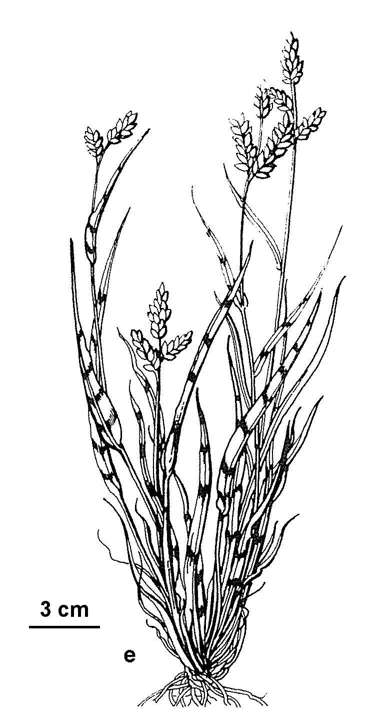 Echinochloa colona (hero image)