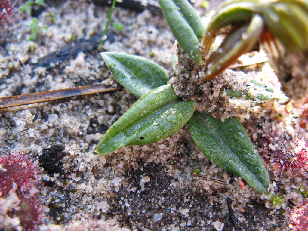 Pterostylis sanguinea (hero image)