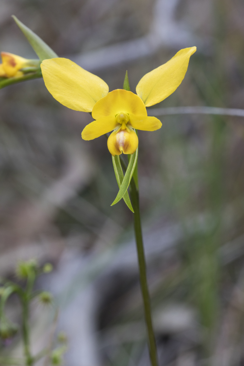 Diuris orientis (hero image)