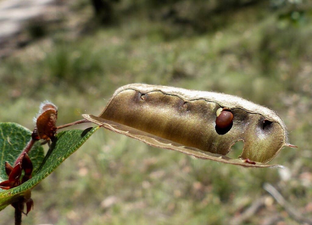 Platylobium montanum (hero image)