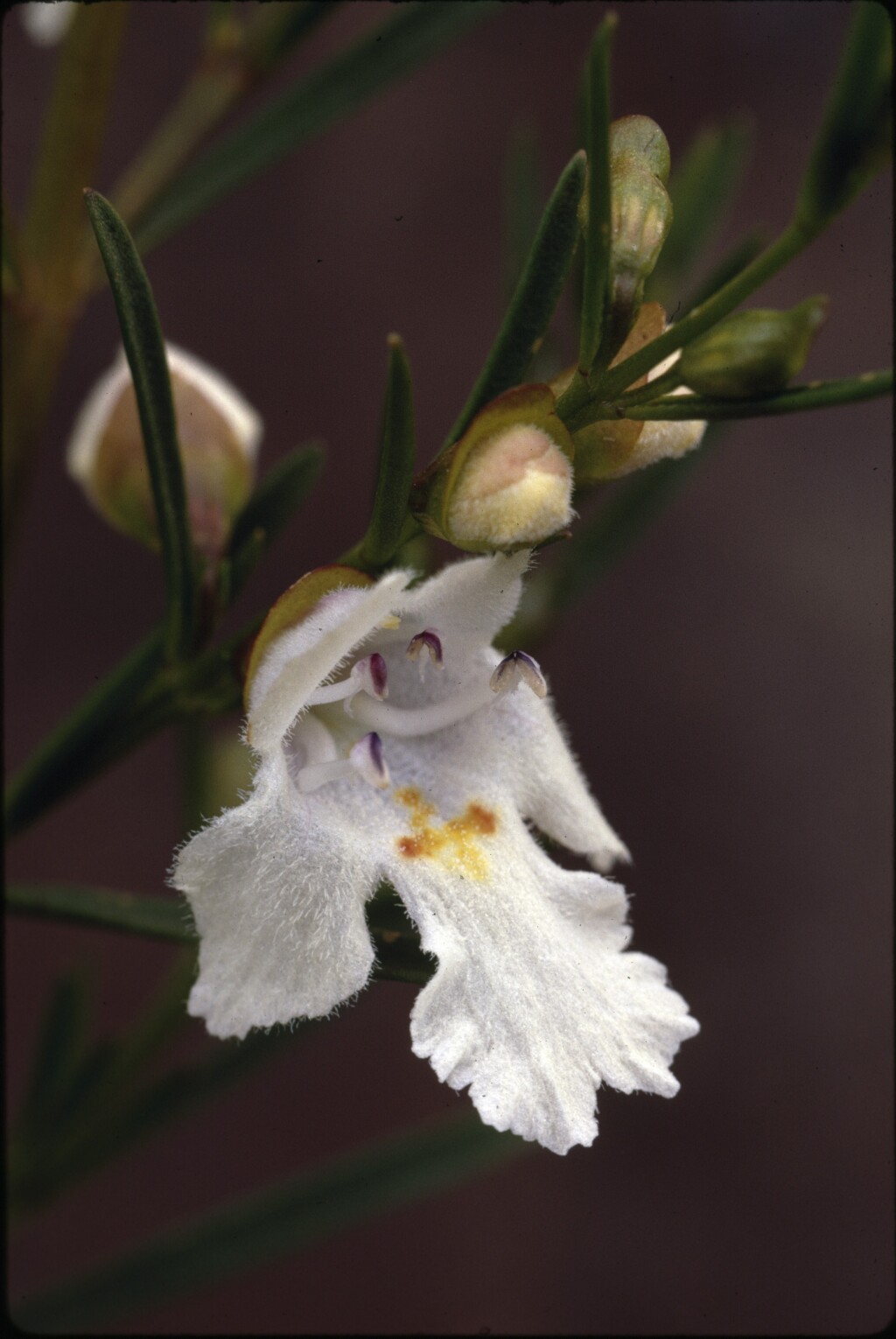 Prostanthera nivea (hero image)