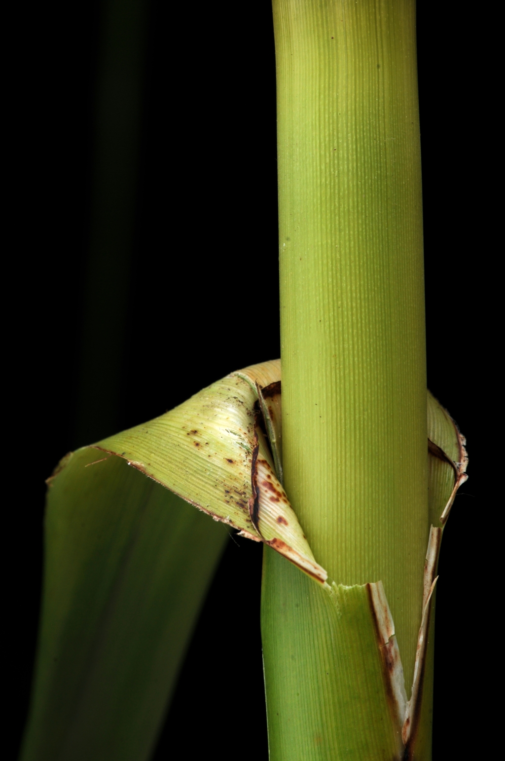 Cyperaceae (hero image)