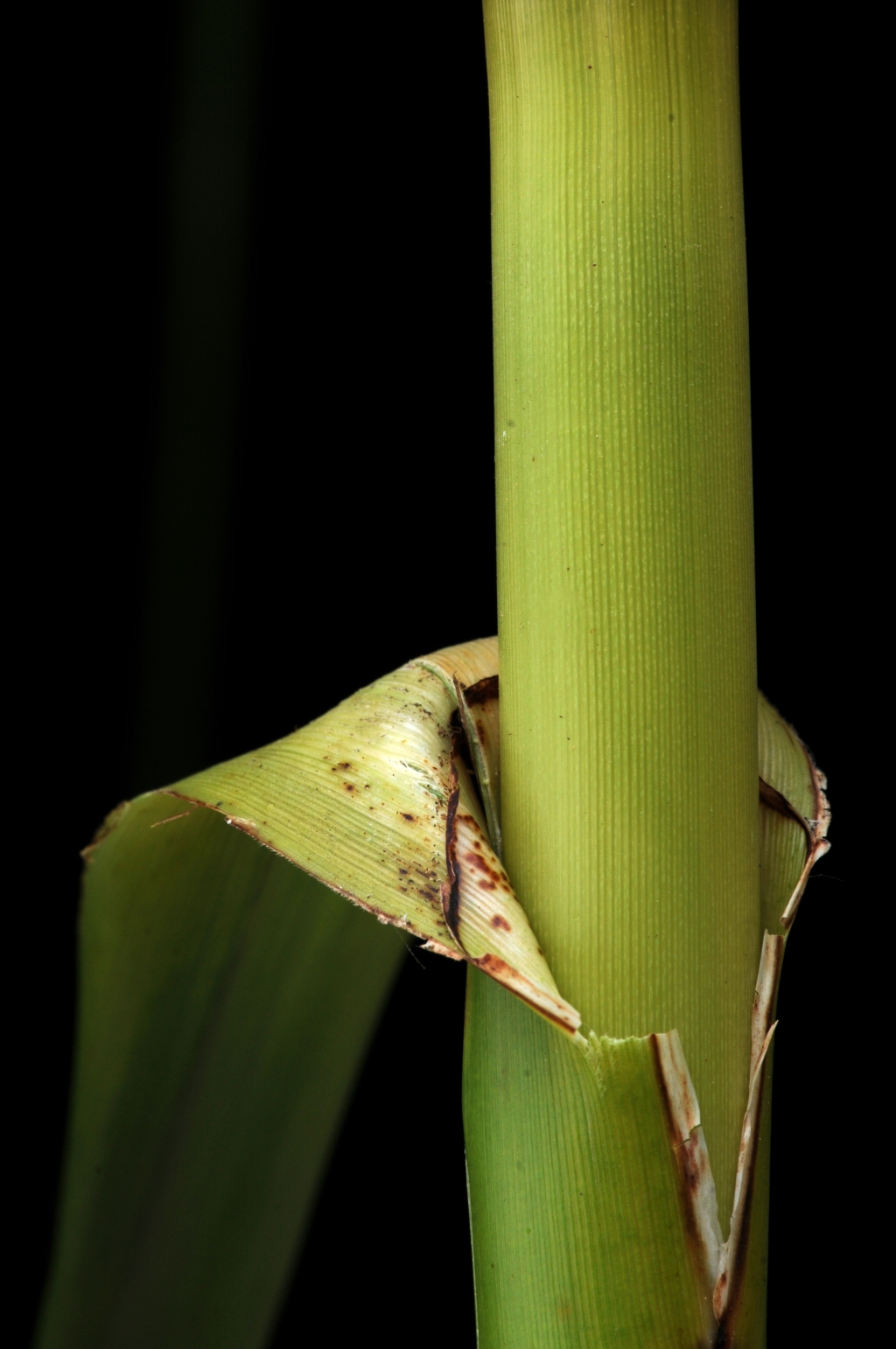 Gahnia clarkei (hero image)