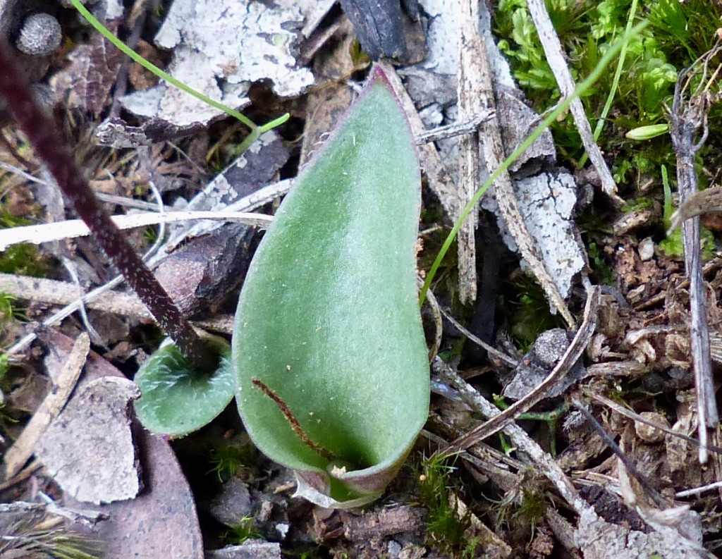 Eriochilus cucullatus (hero image)