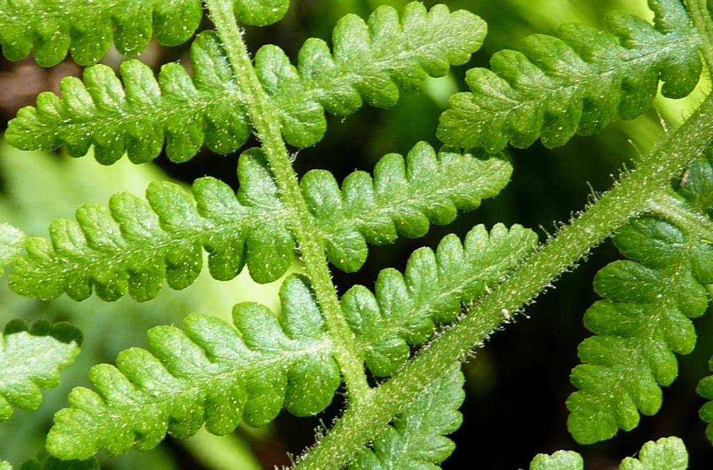 Dennstaedtiaceae (hero image)