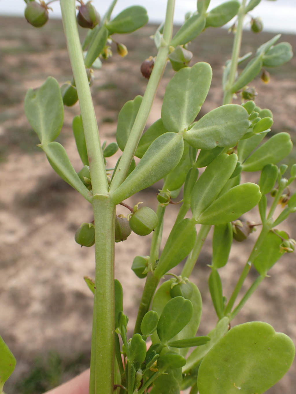 Roepera iodocarpa (hero image)