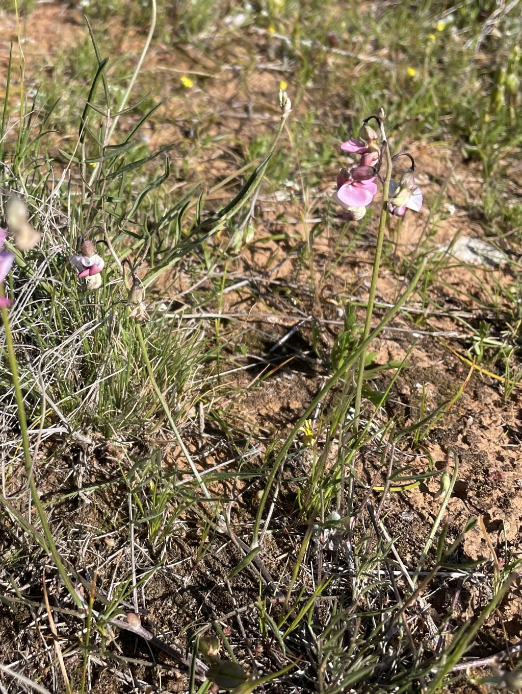 Swainsona murrayana (hero image)